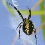 Zipper Spider/Garden Spider/ Orb Spider