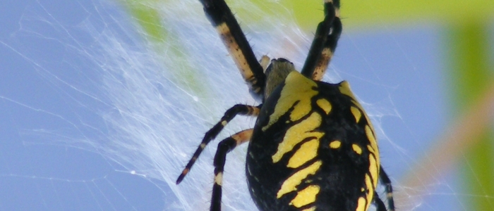 Zipper Spider/Garden Spider/ Orb Spider