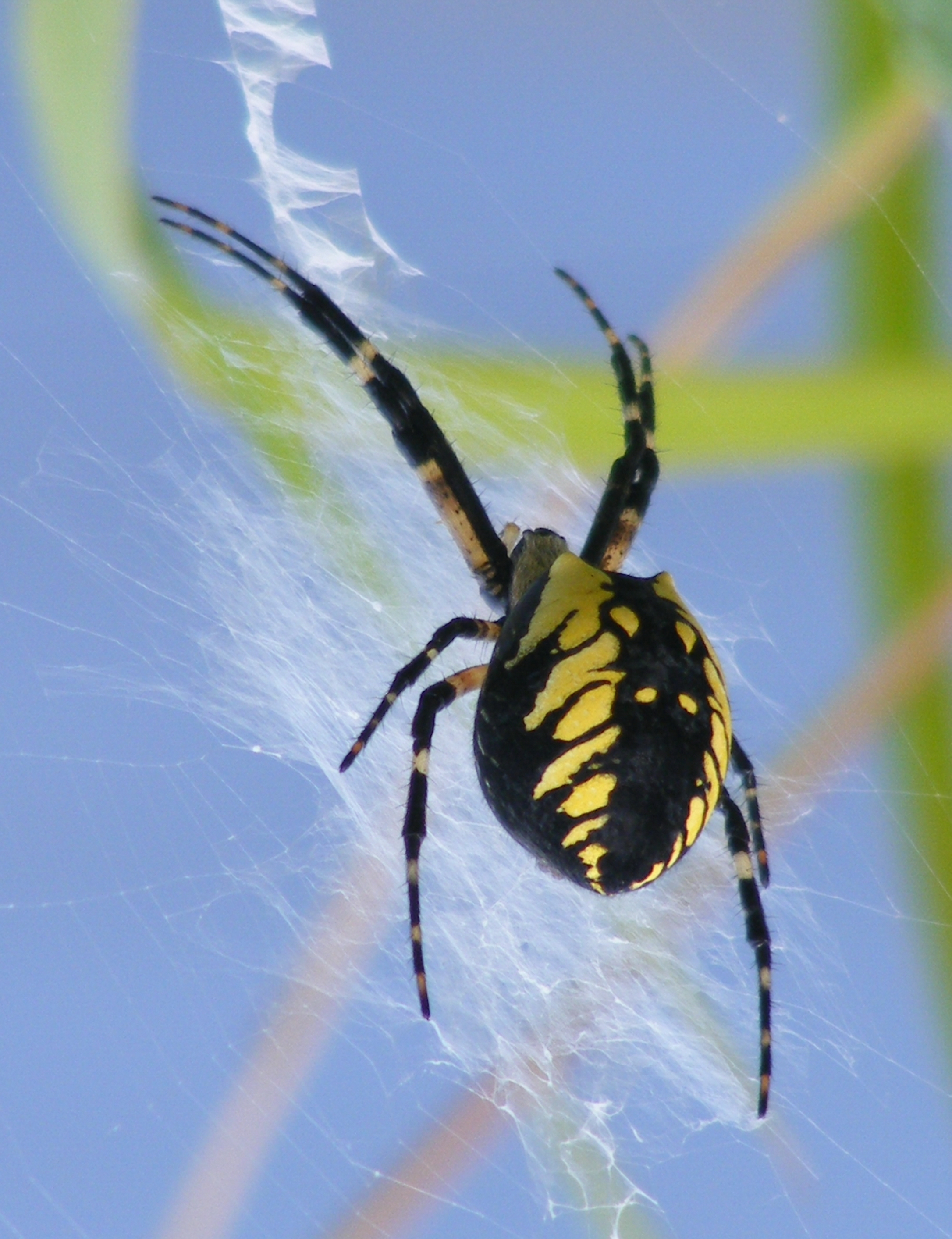 Zipper Spider/Garden Spider/ Orb Spider