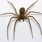 Brown Recluse Spiders