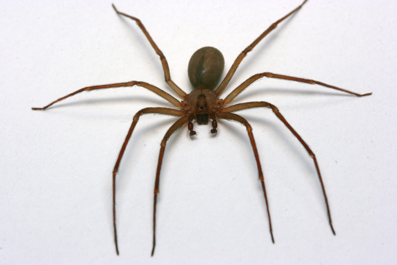 Brown Recluse Spiders