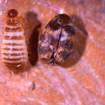 Carpet Beetles