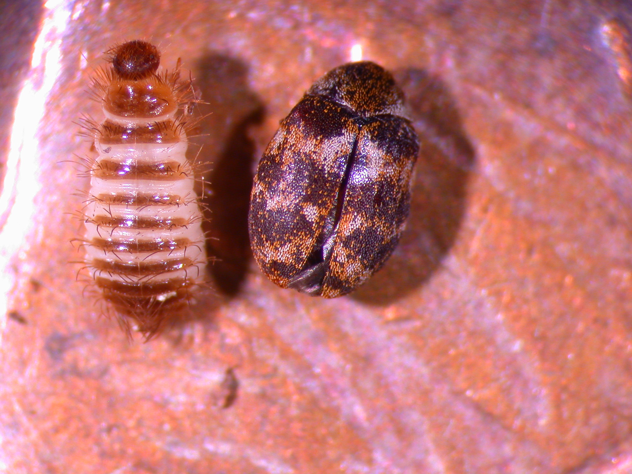 Carpet Beetles