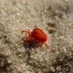 Clover Mites