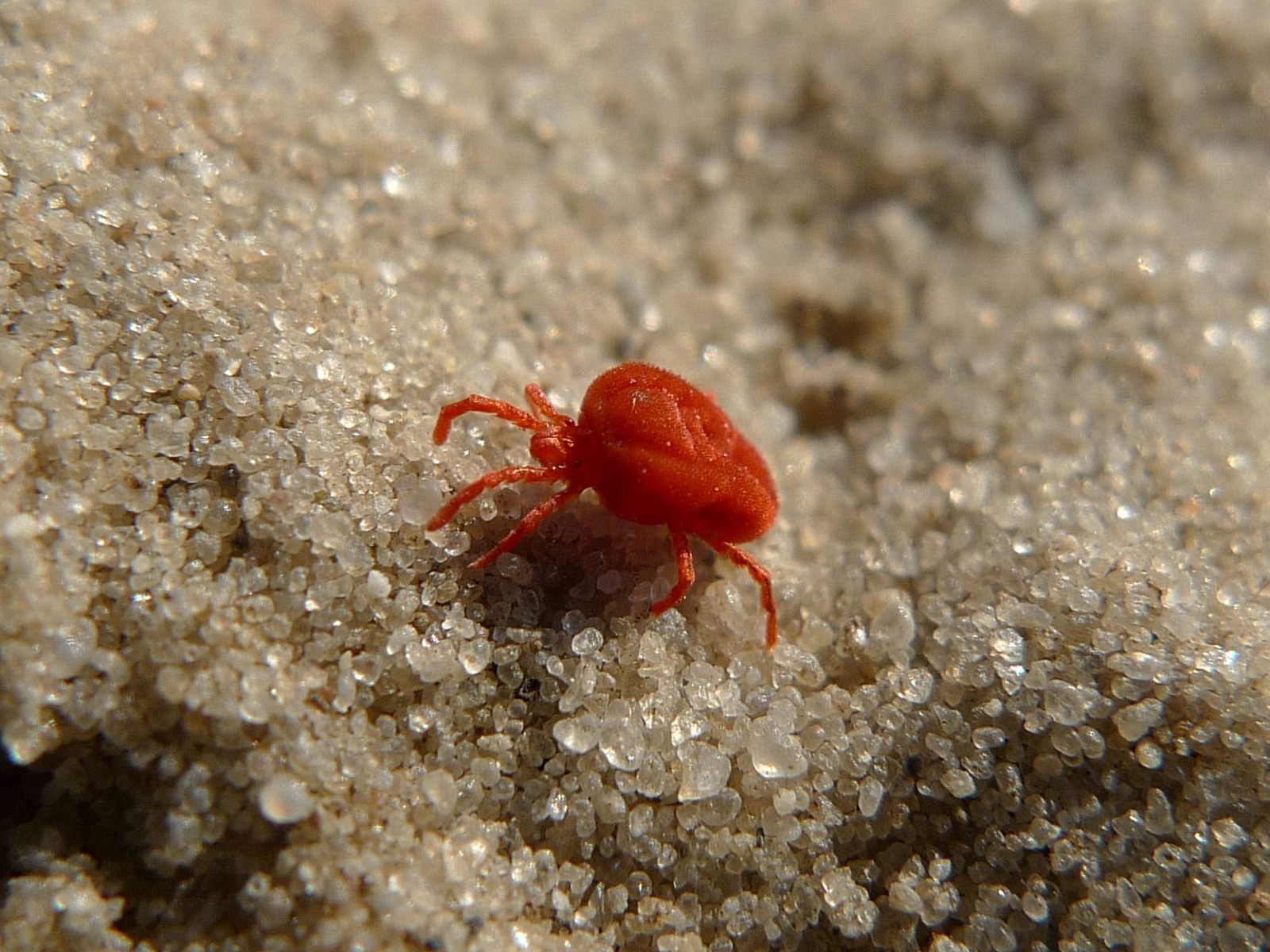 Clover Mites