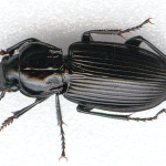 Ground Beetles