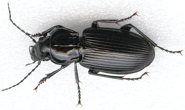 Ground Beetles