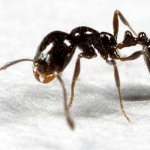 Little Black Ants