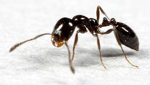 Little Black Ants