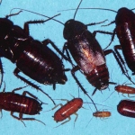 Oriental Roaches