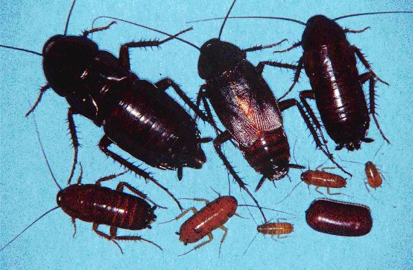 Oriental Roaches