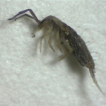 Springtails