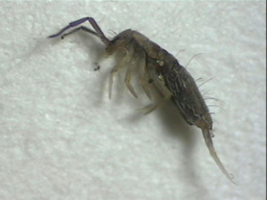Springtails