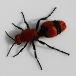 Velvet Ants