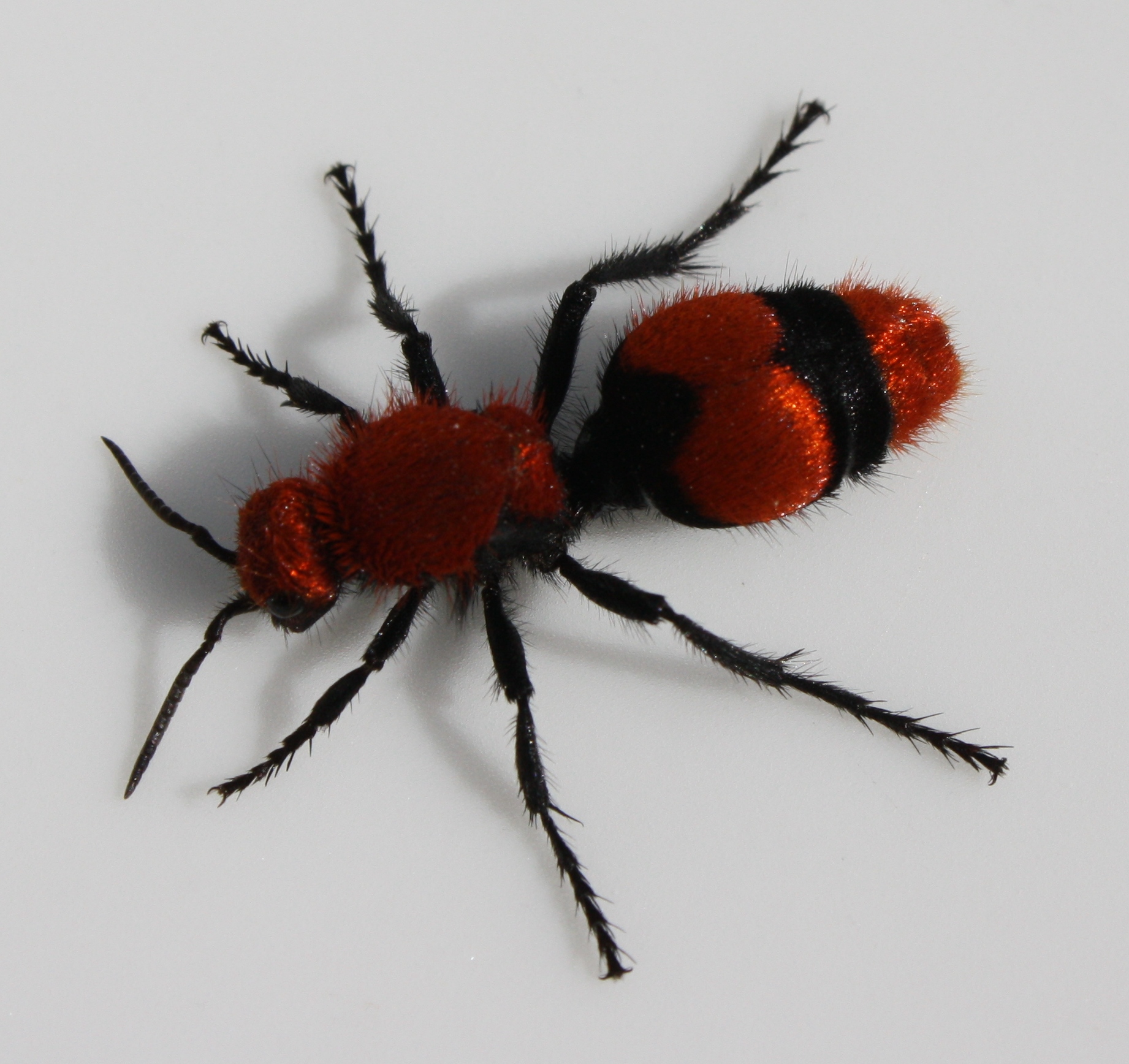 Velvet Ants