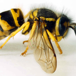 Yellow Jackets