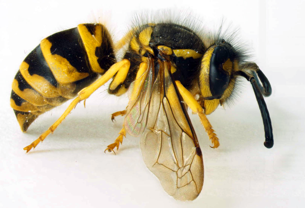 Yellow Jackets
