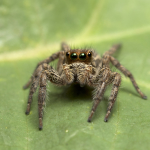 Jumping Spider