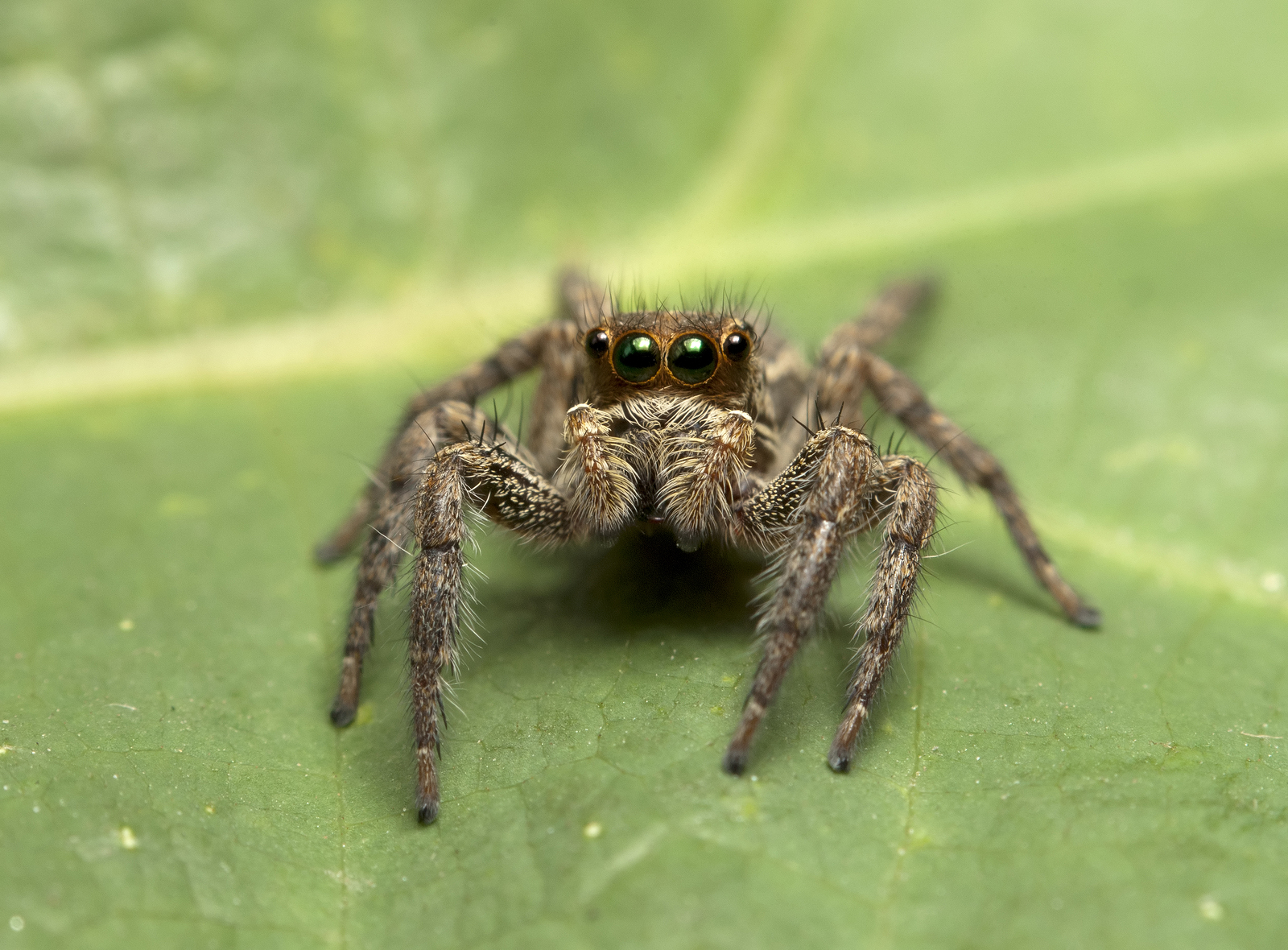 Jumping Spider