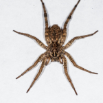 Wolf Spider