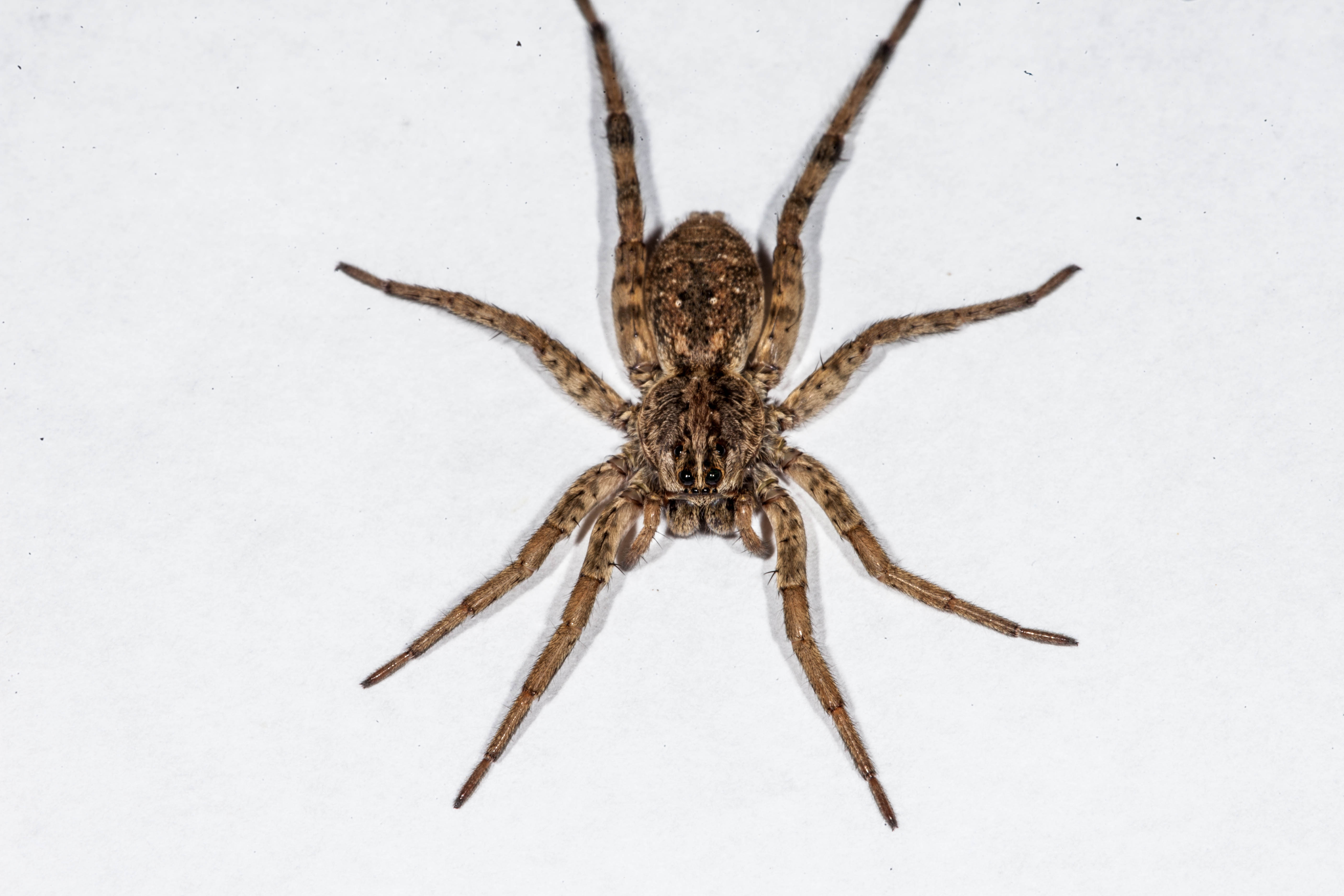 Wolf Spider