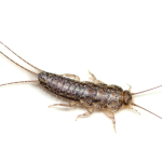 Silverfish