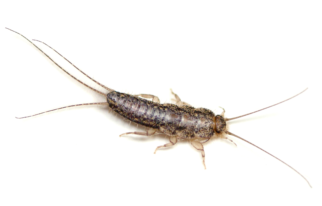 Silverfish
