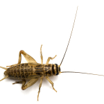 House Crickets