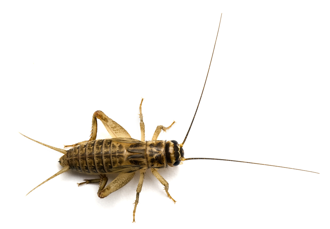 House Crickets