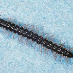 Millipedes